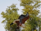 African Fish Eagle with a big Catfish