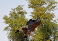 African Fish Eagle with a big Catfish