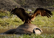 Hooded Vulture on Buffalo carcass