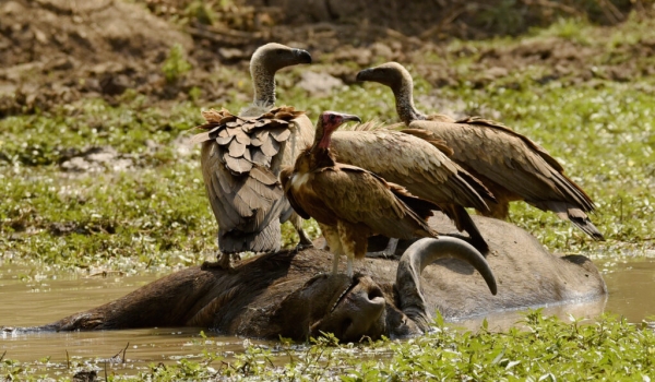 Hooded Vulture & White-backed Vultures on Buffalo carcass