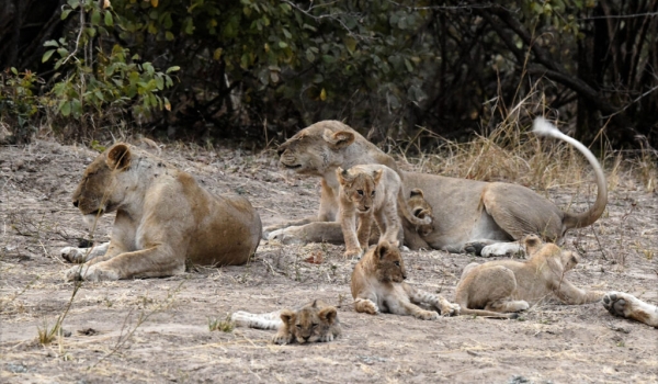 Female Lions with their cubs