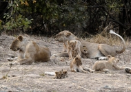 Female Lions with their cubs