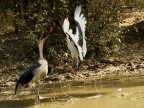Female Saddle-billed Stork trying to intimidate a Marabou Stork PIC 1