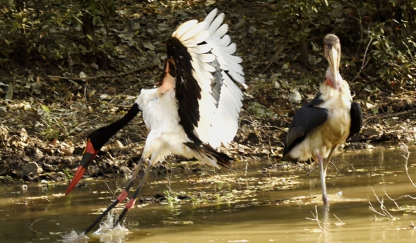 Female Saddle-billed Stork trying to intimidate a Marabou Stork PIC 2