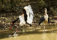 Female Saddle-billed Stork trying to intimidate a Marabou Stork PIC 2