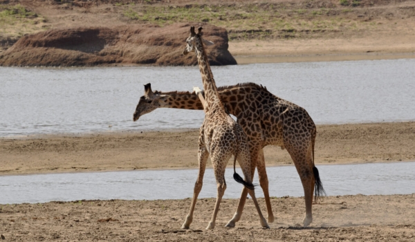 Giraffes – fighting neck training – adult male and young male