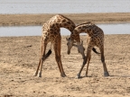 Giraffe fighting neck training – adult male and young male