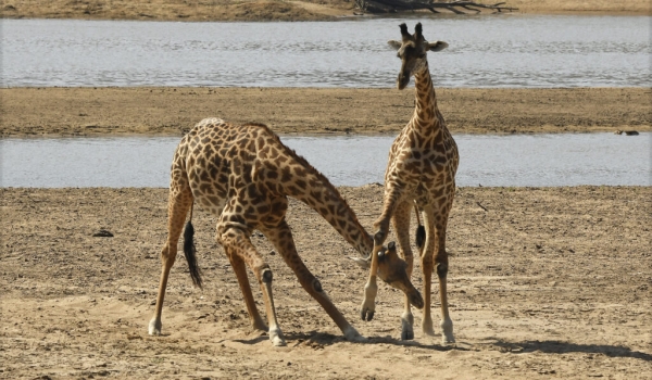 Giraffes – fighting neck training – adult male and young male