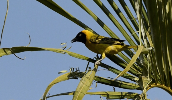 Lesser Masked Weaver – male