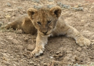 Lion cub – 3 month old
