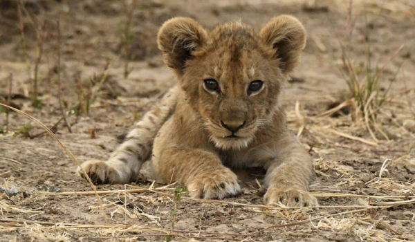 Lions & Cubs