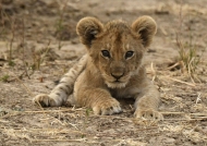 Lions & Cubs