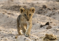 Lion cub – 3 month old