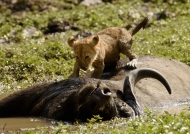 Lion cub on a Buffalo carcass
