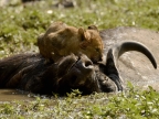 Lion cub on a Buffalo carcass