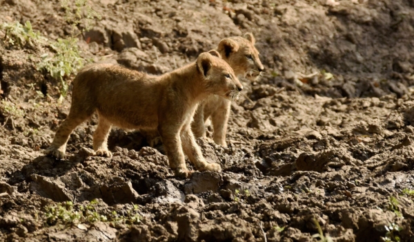 Lion cubs – 3 months old