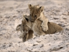 Lion cubs – 3 months old