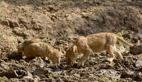 Lion cubs drinking