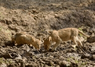 Lion cubs drinking