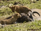 Lion cubs on a Buffalo carcass