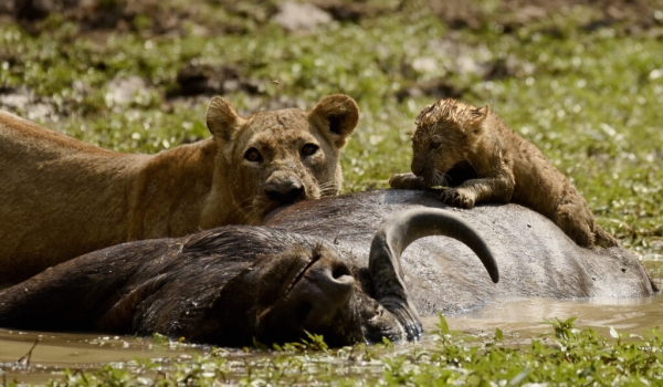 Lioness and her cub on a Buffalo carcass