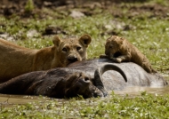 Lioness and her cub on a Buffalo carcass