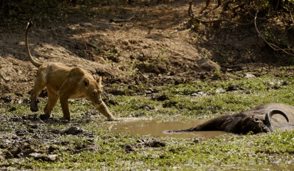 Lioness going to the Buffalo carcass