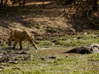 Lioness going to the Buffalo carcass
