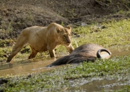 Lioness near a Buffalo carcass