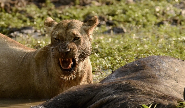 Lioness near a Buffalo carcass
