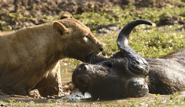 Lioness trying to drag a Buffalo carcass