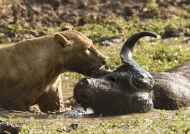 Lioness trying to drag a Buffalo carcass