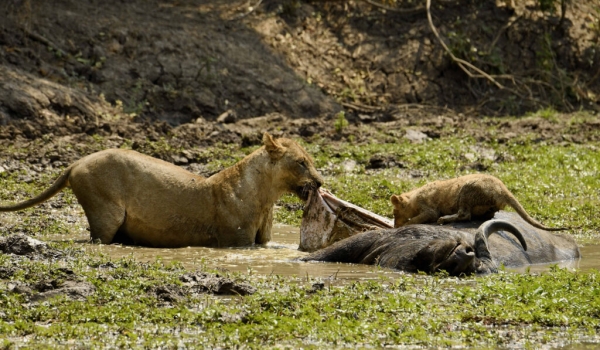 Lioness trying to take it out the stomach from a Buffalo carcass