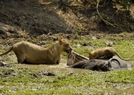 Lioness trying to take it out the stomach from a Buffalo carcass