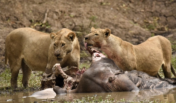 Lionesses near a Buffalo carcass