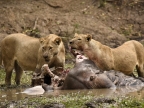 Lionesses near a Buffalo carcass