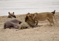 Lions greeting between male and female near a Hippo carcass
