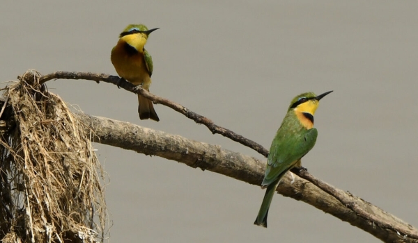 Little Bee-eaters