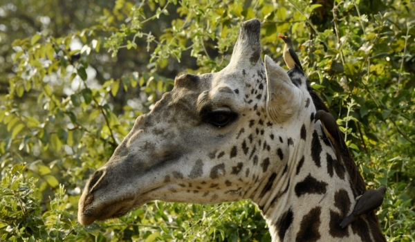 Male Giraffe with Red-billed Oxpeckers