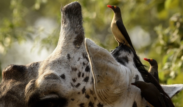 Male Giraffe with Red-billed Oxpeckers