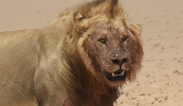 Male Lion with blood on the face from a Hippo carcass