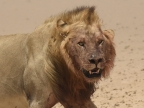Male Lion with blood on the face from a Hippo carcass