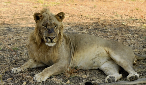 Male Lion after a fight
