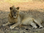 Male Lion after a fight