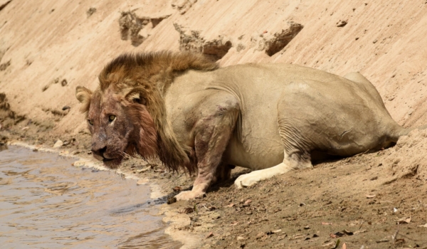 Male Lion drinking after eating a Hippo carcass