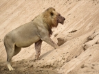 Male Lion leaving the South Luangwa River