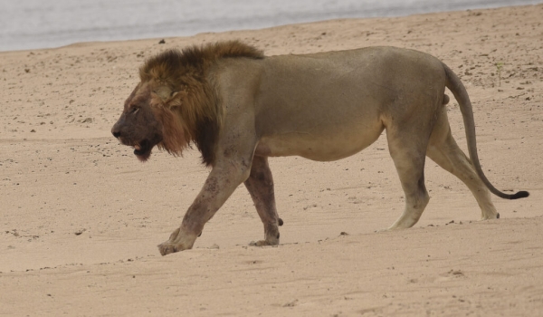 Male Lion leaving a Hippo carcass