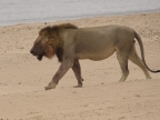 Male Lion leaving a Hippo carcass