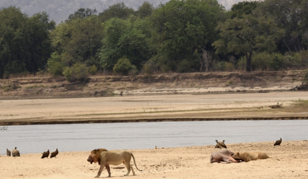 Male Lion leaving the Hippo carcass to the female – South Luangwa River