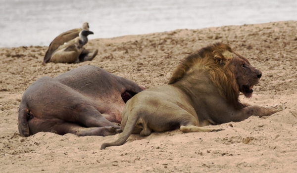 Male Lion near a Hippo carcass